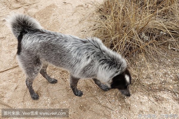 老负鼠的现世猫书读后感摘抄