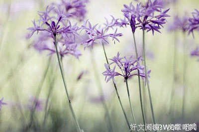不屈不挠的语句摘抄_关于不屈不挠的语句