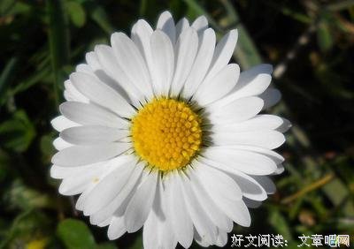 描写超凡脱俗的语句摘抄