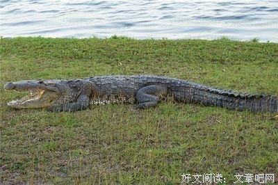 《冬梦之约》观后感摘抄
