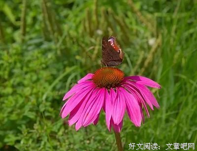 关于关于无奈的优美句子