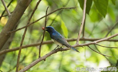 《飞鱼》的句子