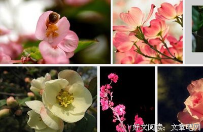 最全的《花未眠》佳句摘抄大全
