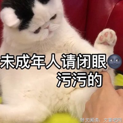 《恋上喵星人》经典观后感1000字