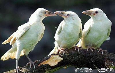 白乌鸦读后感摘抄