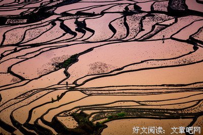 《月光狂想曲》读后感摘抄
