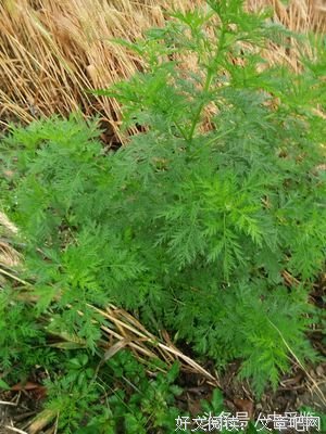 《艾草》观后感精选