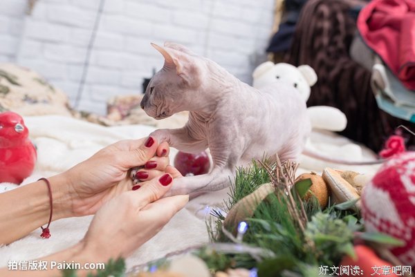 尤尔小屋的猫读后感精选