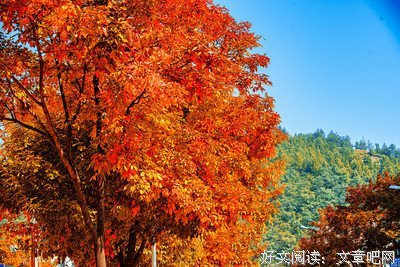 枫叶红句子