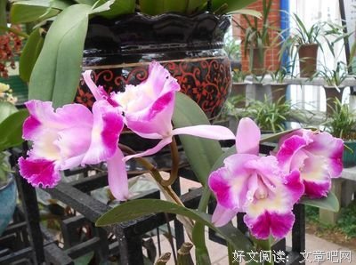 嗯！有道你吃小然自能为国句子
