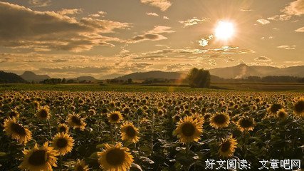 描写寄人篱下的经典句子