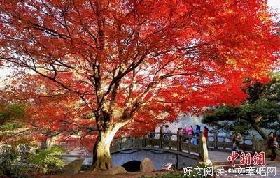 《红叶》读后感锦集
