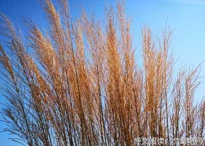 《且听风吟》观后感精选