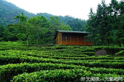 《茶是故乡浓》经典观后感有感
