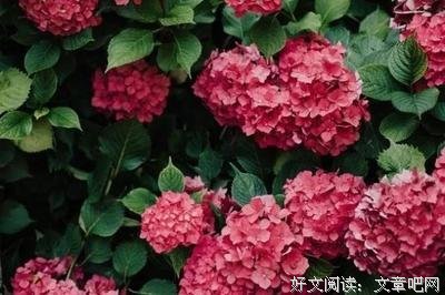 关于青春的懵懂与成长的优美句子
