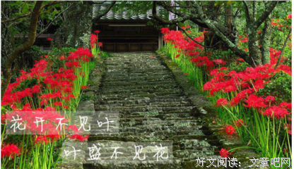 《曼珠沙华》的句子