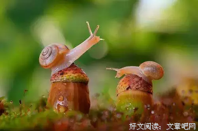 念。的优美句子