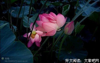 最全的《醉清风》好段摘抄