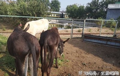 人间好玩读后感精选