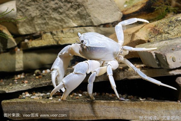 我的手绘博物馆：动物的尾巴读后感摘抄