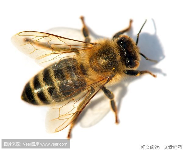 蜜蜂的语言的读后感大全