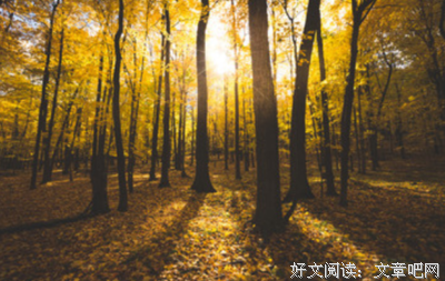 寻来的优美句子