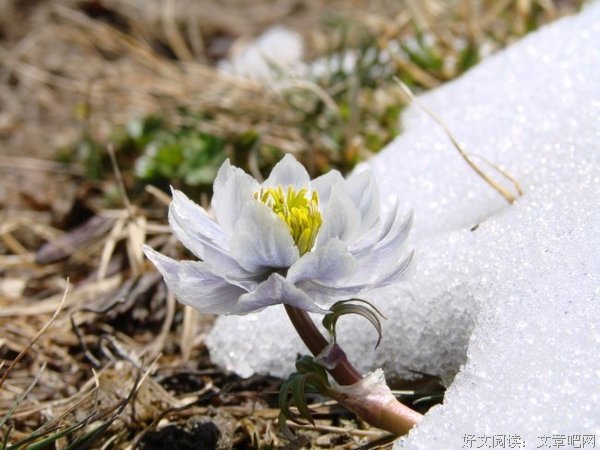 《雪莲花》经典语句大全