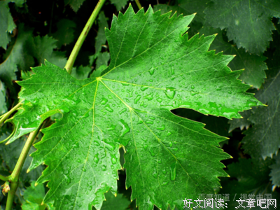 《史不语》读后感1000字