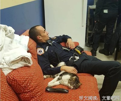 没有猫到不了的地方读后感1000字