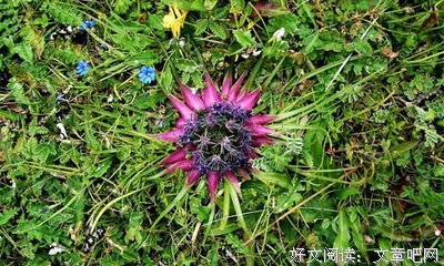 而真风毛的句子