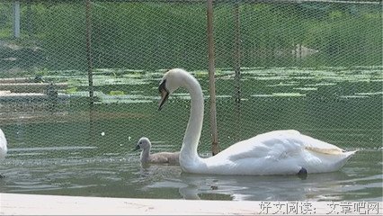 《黑天鹅》经典对白大全
