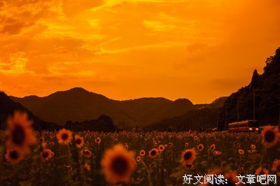 《蝉时雨》读后感锦集