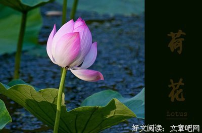 关于花瓣的句子