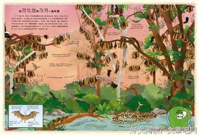 《神奇的大迁徙》读后感摘抄