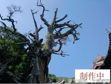 《千王之王》观后感100字