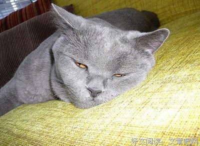 《蓝猫淘气3000问》经典观后感集
