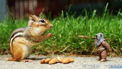 《北方有棵树》读后感精选