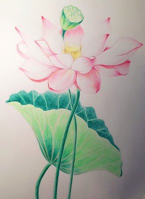 《12莲花》好看吗？经典影评锦集