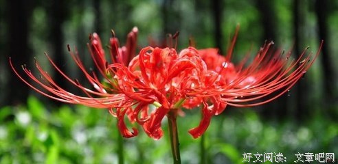 寻找舍子花的句子