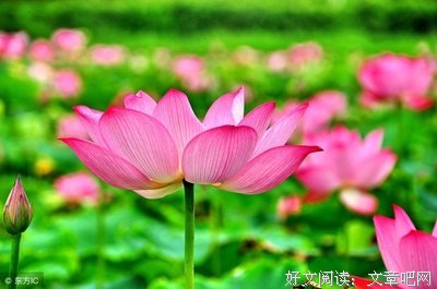 《我的最爱》好看吗？经典影评锦集
