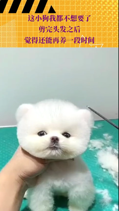 《奥利弗和狗狗帕奇》读后感锦集