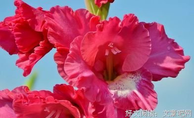 关于《张小娴剧集》的优美句子