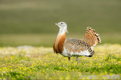 《故宫里的博物学：清宫鸟谱》（升级版）读后感摘抄