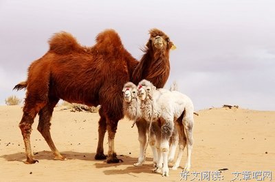 安阳读后感100字