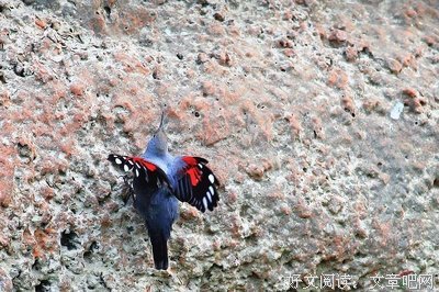 《红色文化住宅里的初子》观后感精选