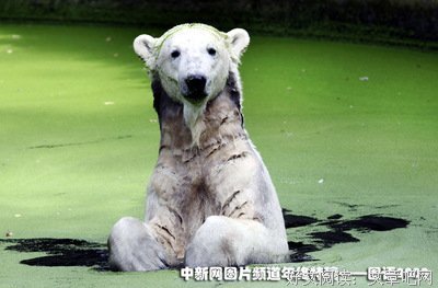 《克努特和它的朋友们》经典影评有感