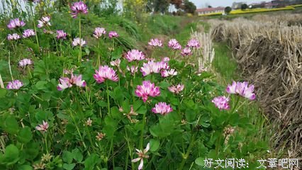 《颜带天天民如的野花ˇ》的句子