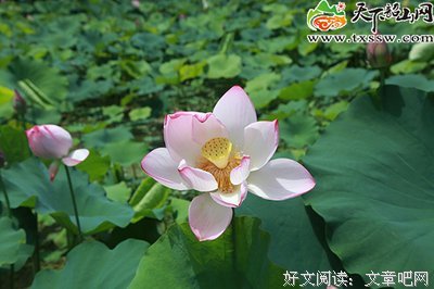 有关若清风不醉的句子