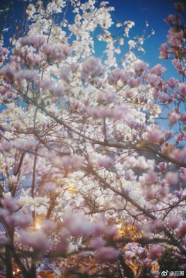 繁花深处，遇到你——辛夷坞语