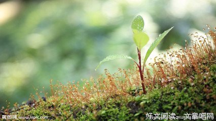 武别水学到往郎优美的句子